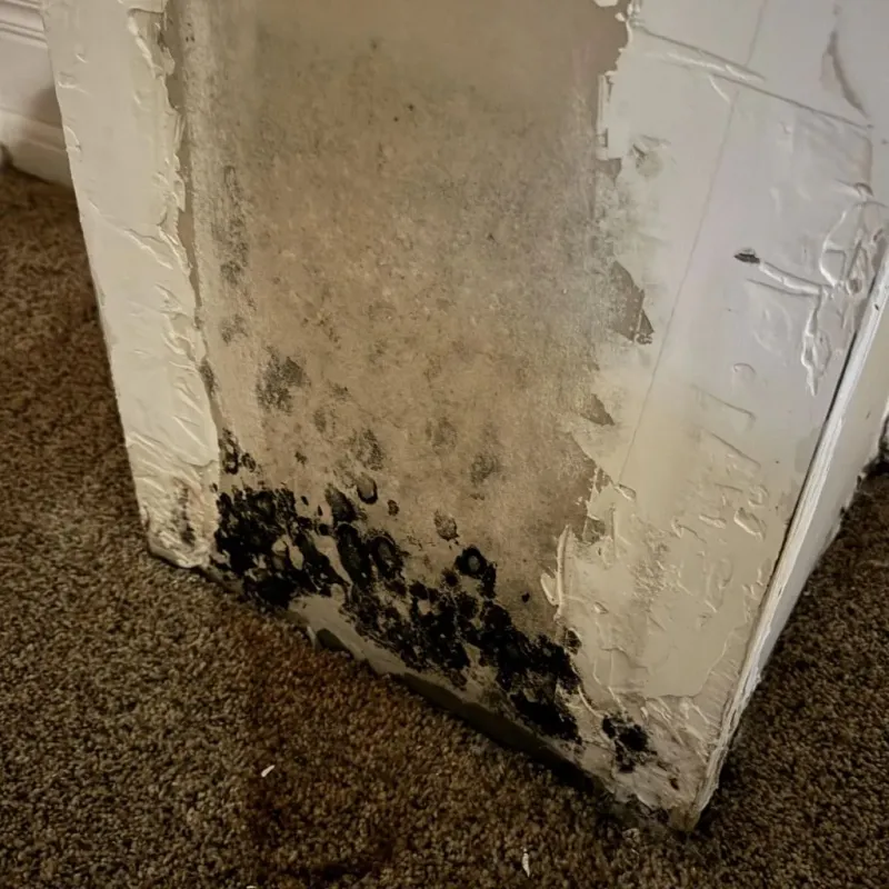 Professional Mold Removal in San Jacinto, CA